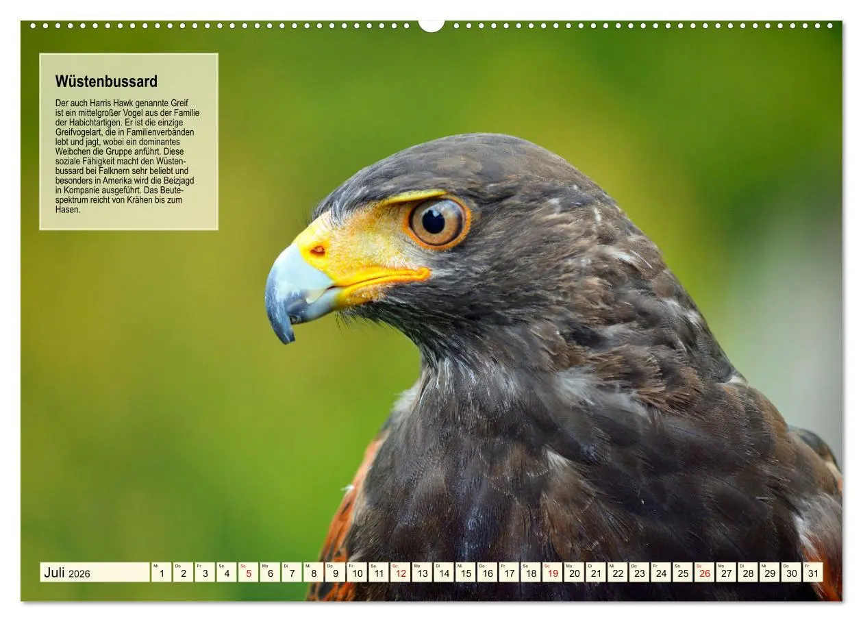 Bild: 9783457491843 | Kulturerbe Falknerei (hochwertiger Premium Wandkalender 2026 DIN A2...