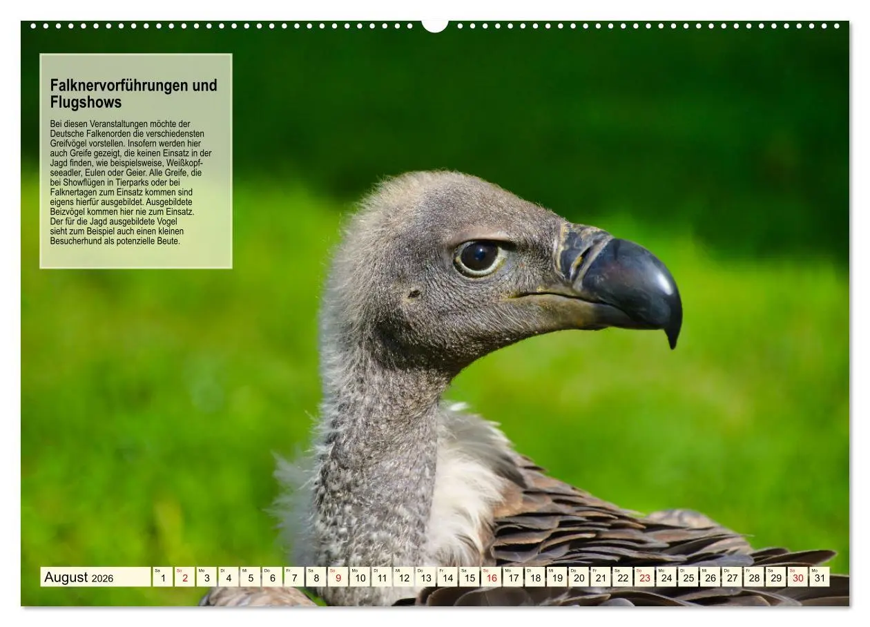 Bild: 9783457491843 | Kulturerbe Falknerei (hochwertiger Premium Wandkalender 2026 DIN A2...