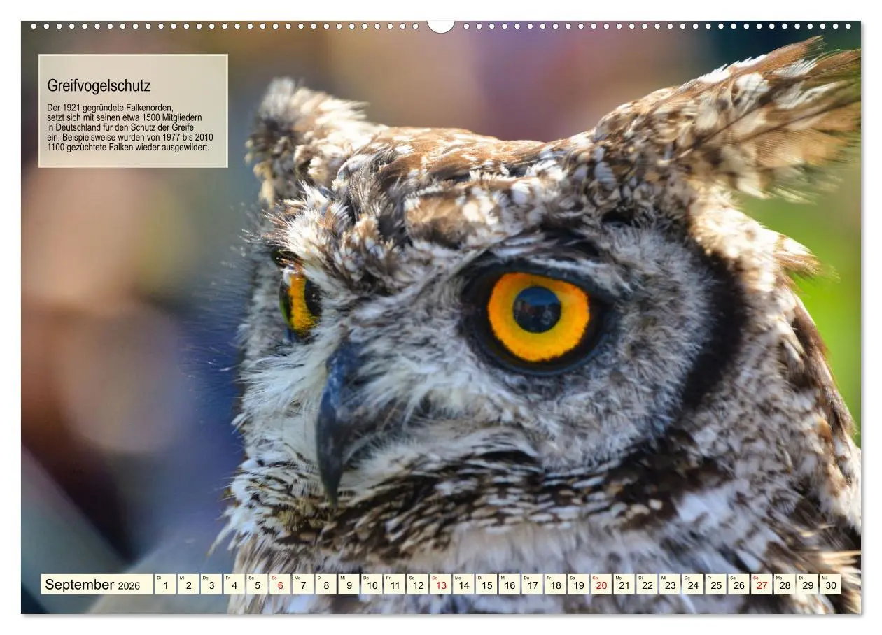 Bild: 9783457491843 | Kulturerbe Falknerei (hochwertiger Premium Wandkalender 2026 DIN A2...