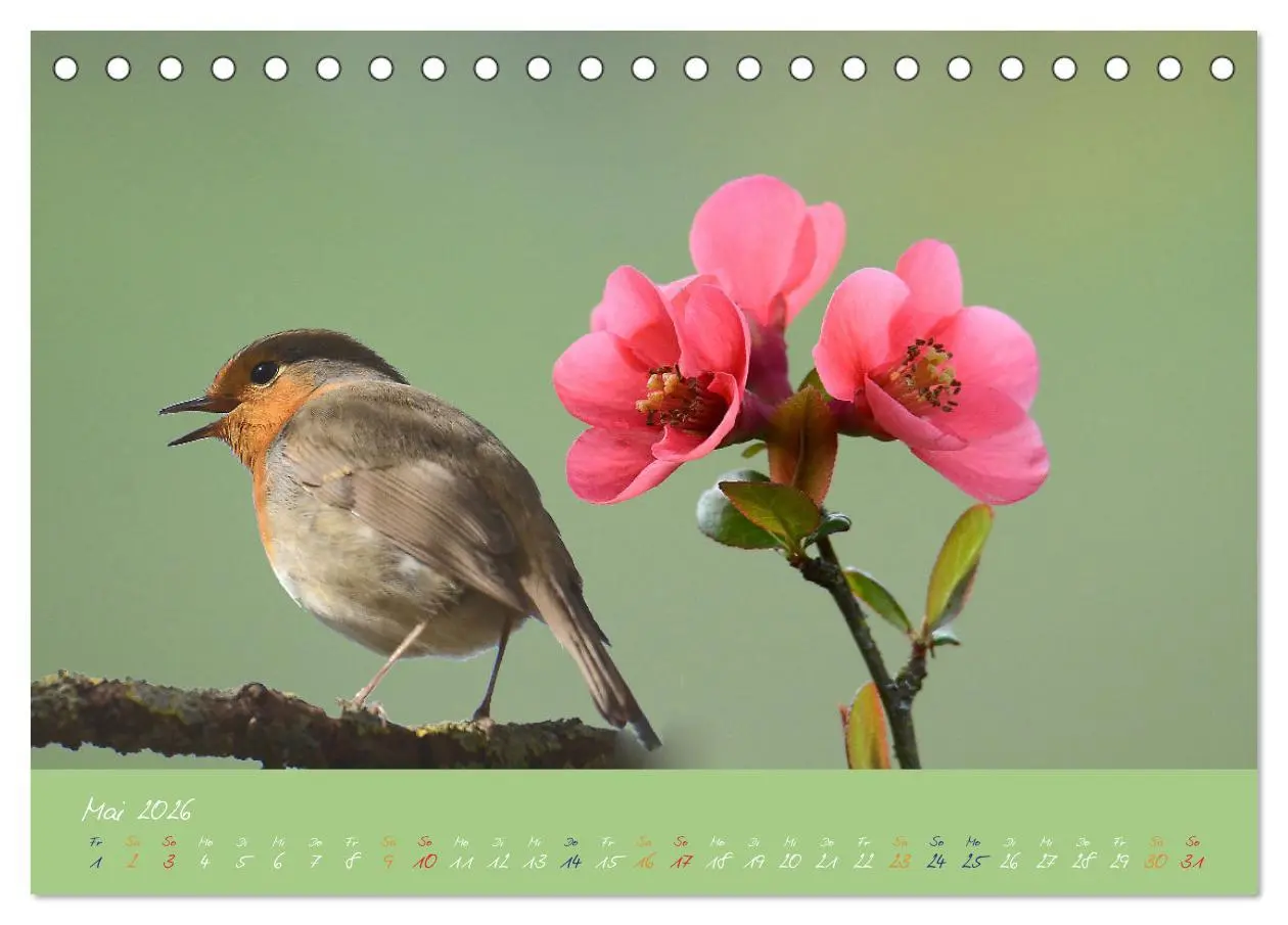 Bild: 9783457701843 | Das Rotkehlchen singt uns ein Lied (Tischkalender 2026 DIN A5...