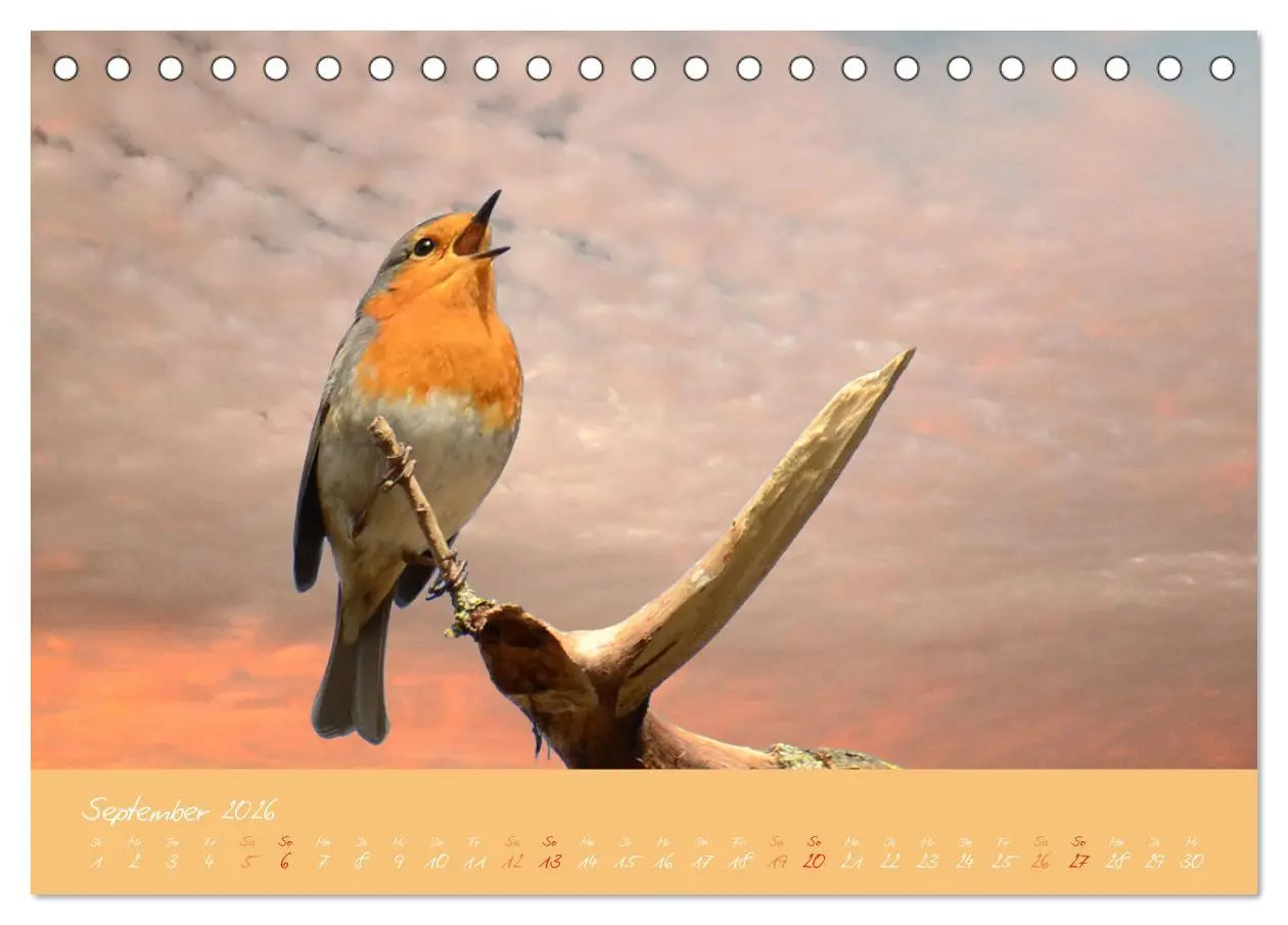 Bild: 9783457701843 | Das Rotkehlchen singt uns ein Lied (Tischkalender 2026 DIN A5...