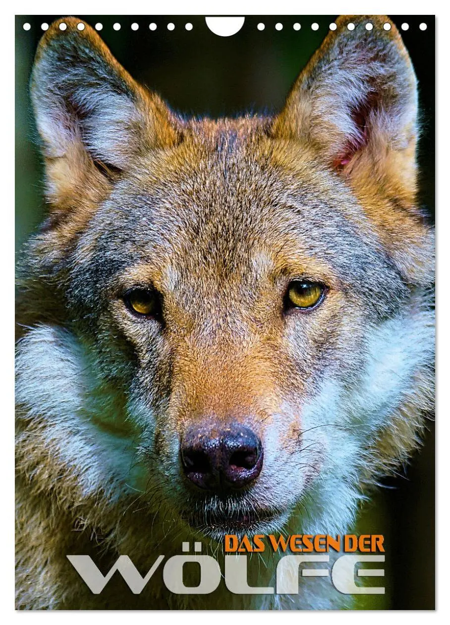 Cover: 9783516341843 | Das Wesen der Wölfe (Wandkalender 2026 DIN A4 hoch), CALVENDO...