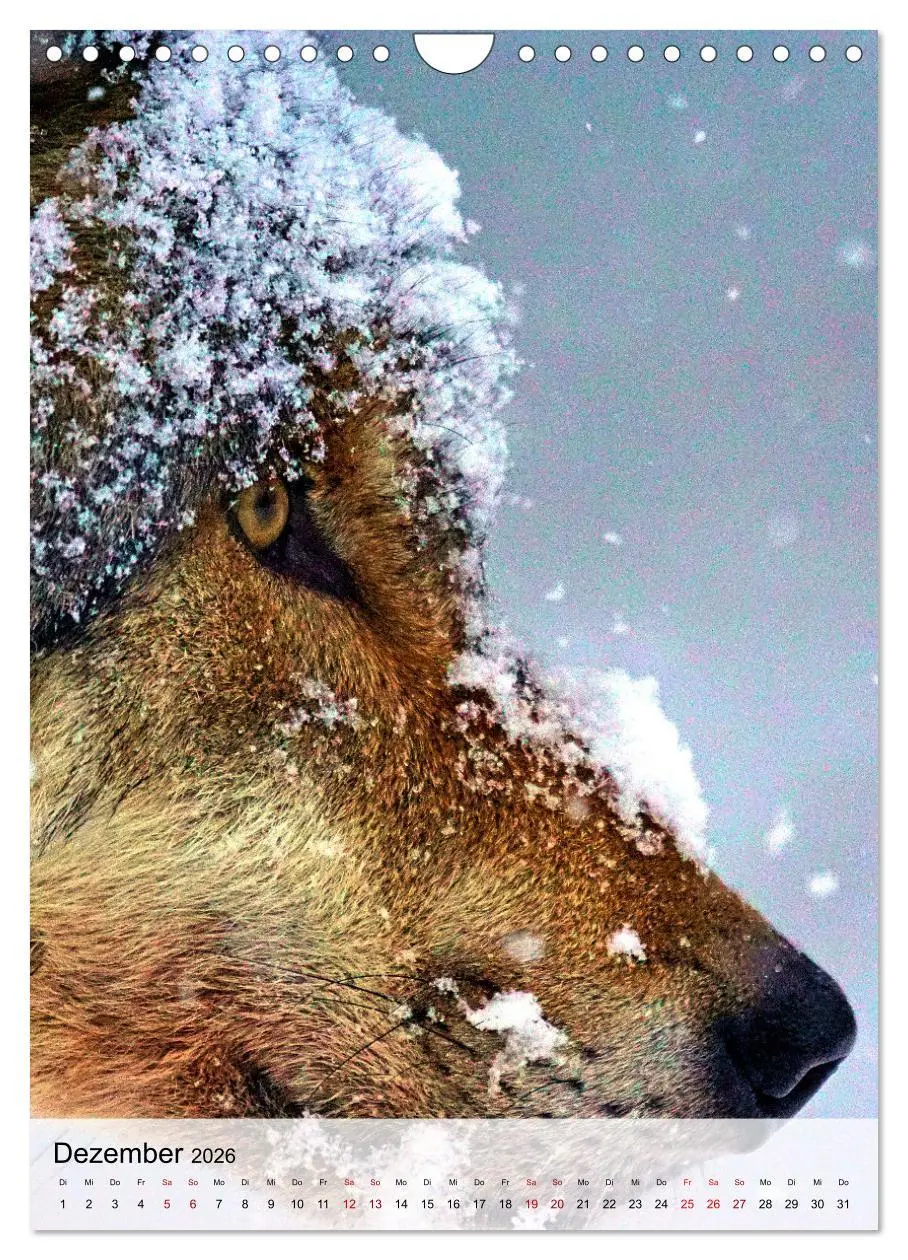 Bild: 9783516341843 | Das Wesen der Wölfe (Wandkalender 2026 DIN A4 hoch), CALVENDO...