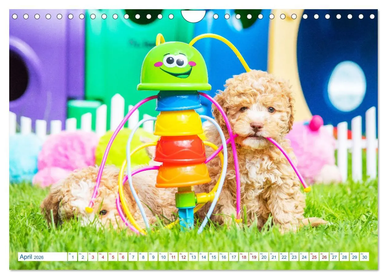 Bild: 9783457621943 | Lagotto Romagnolo - Bilder aus der Kinderstube (Wandkalender 2026...