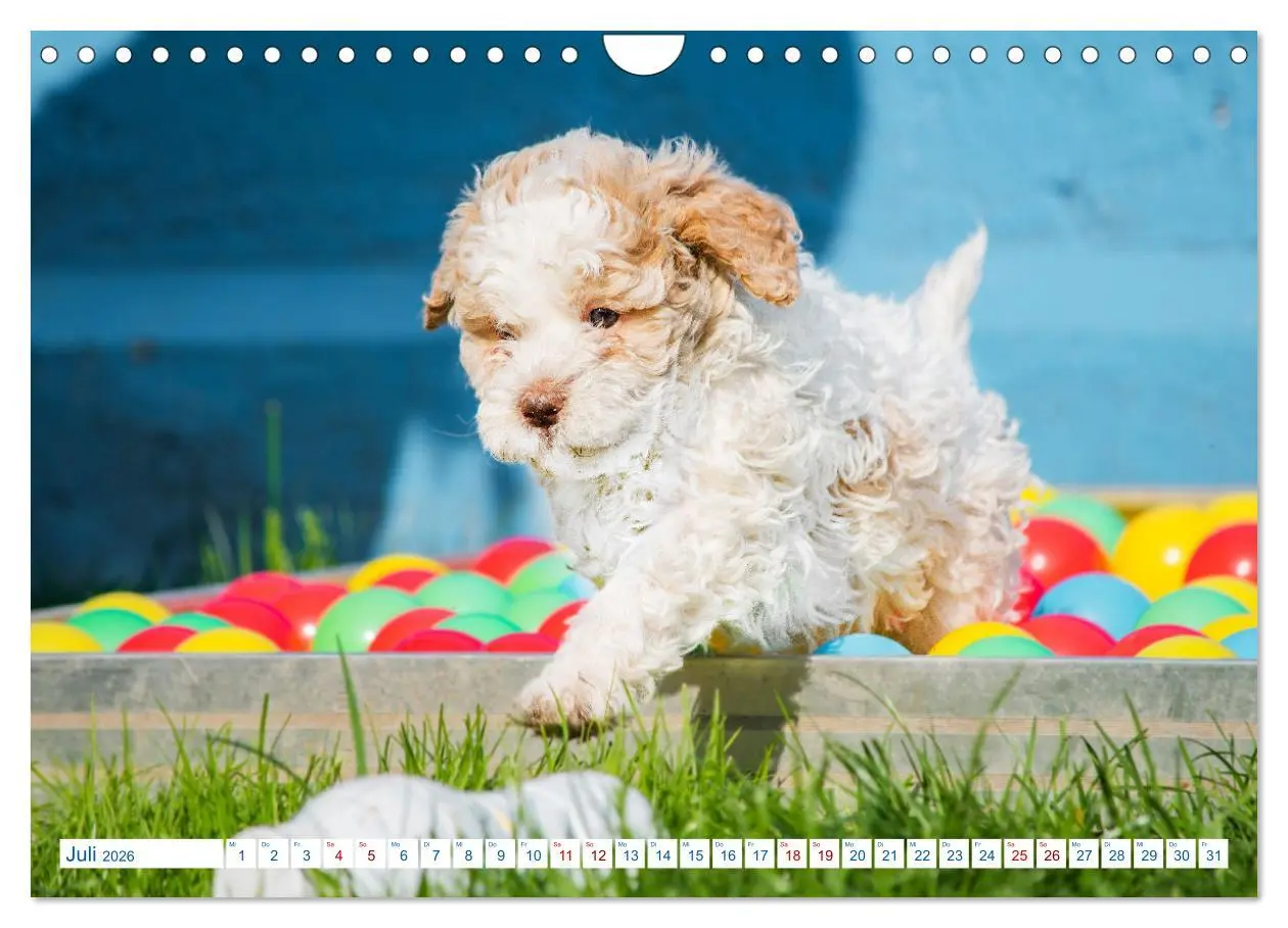 Bild: 9783457621943 | Lagotto Romagnolo - Bilder aus der Kinderstube (Wandkalender 2026...