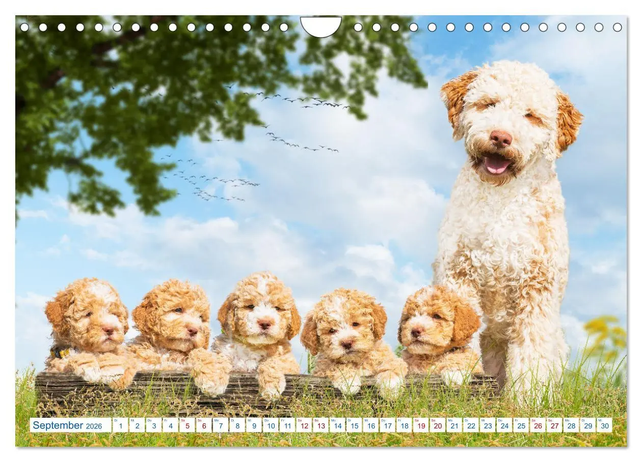 Bild: 9783457621943 | Lagotto Romagnolo - Bilder aus der Kinderstube (Wandkalender 2026...
