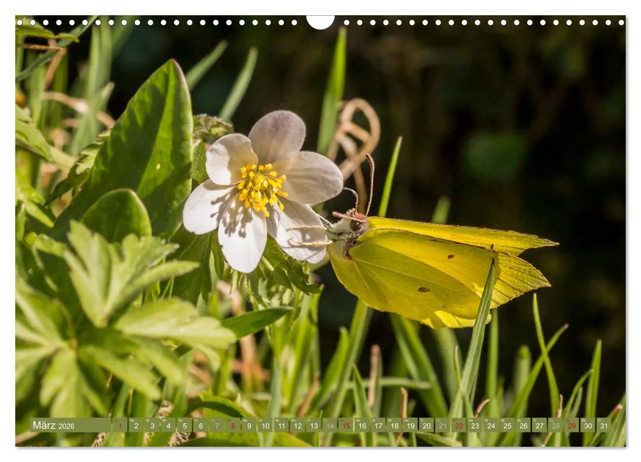 Bild: 9783457861943 | Die Jahreszeiten im Nordschwarzwald (Wandkalender 2026 DIN A3...