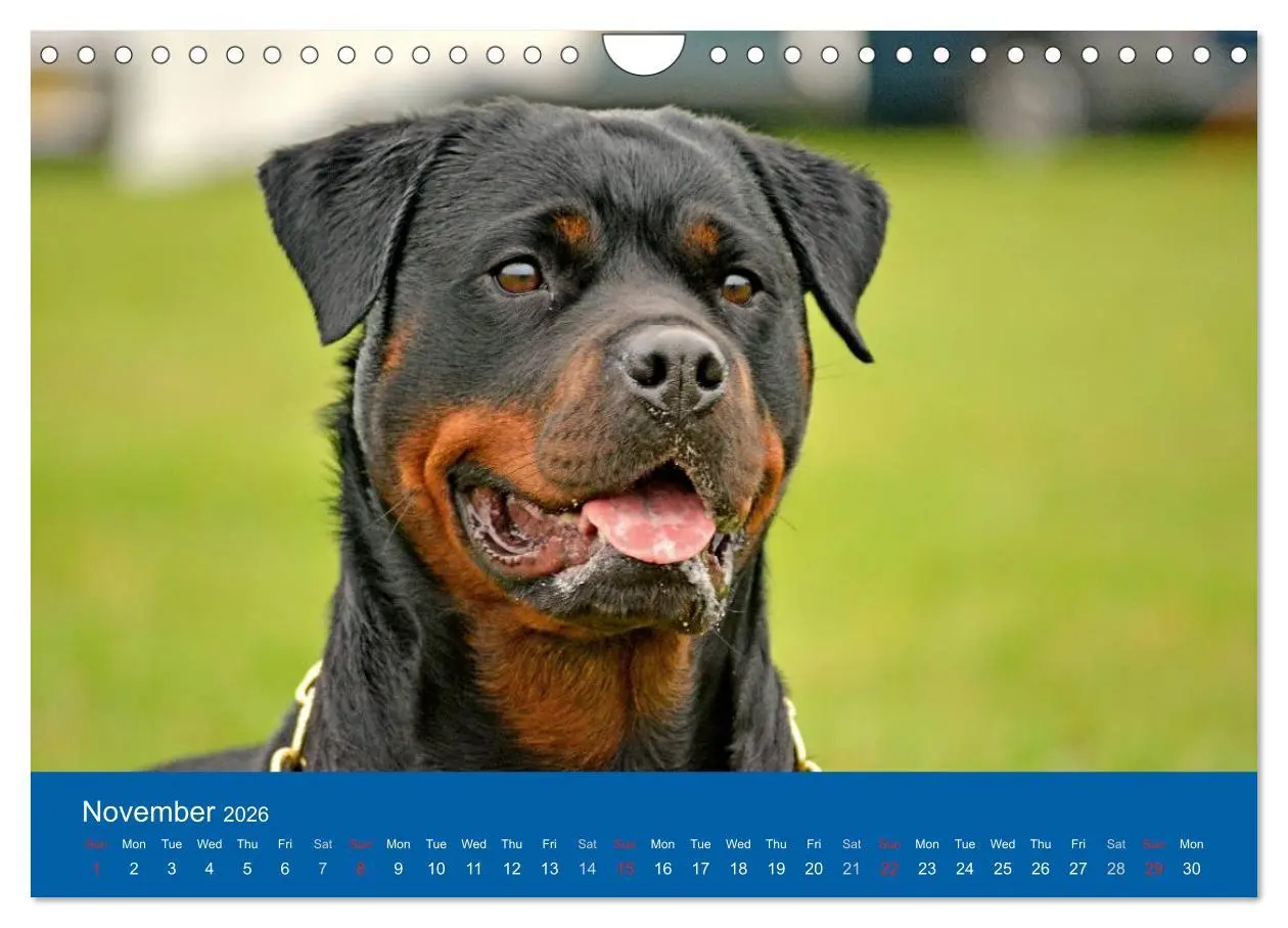 Bild: 9783516571943 | Rottweiler Portait Shots 2026 (Wall Calendar 2026 DIN A4...