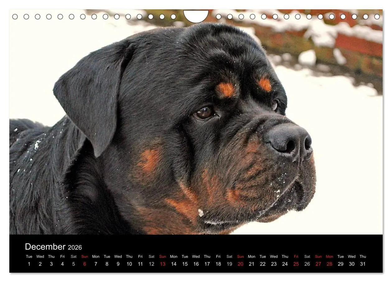 Bild: 9783516571943 | Rottweiler Portait Shots 2026 (Wall Calendar 2026 DIN A4...