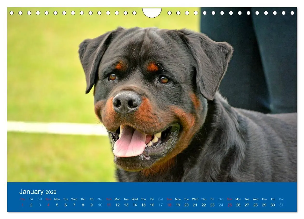 Bild: 9783516571943 | Rottweiler Portait Shots 2026 (Wall Calendar 2026 DIN A4...