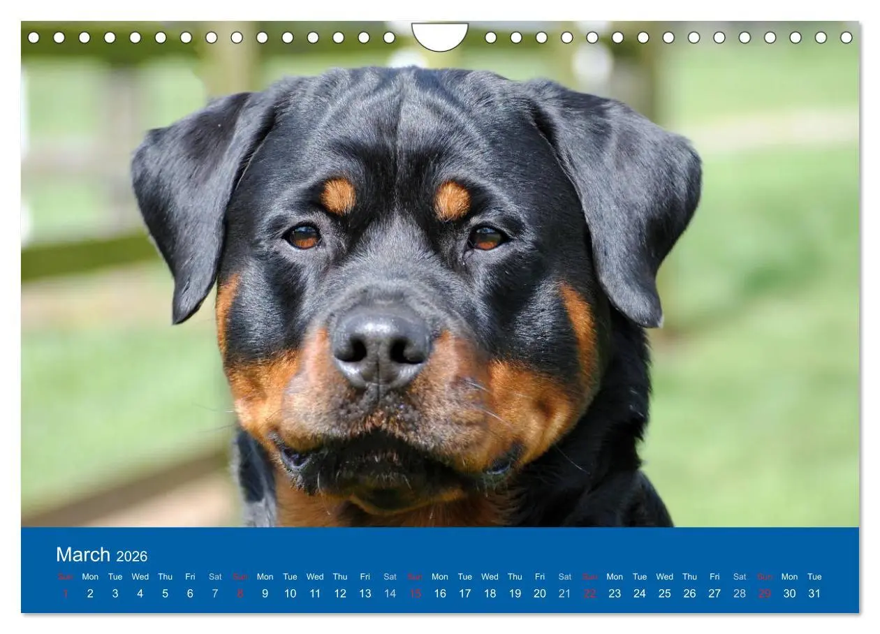 Bild: 9783516571943 | Rottweiler Portait Shots 2026 (Wall Calendar 2026 DIN A4...