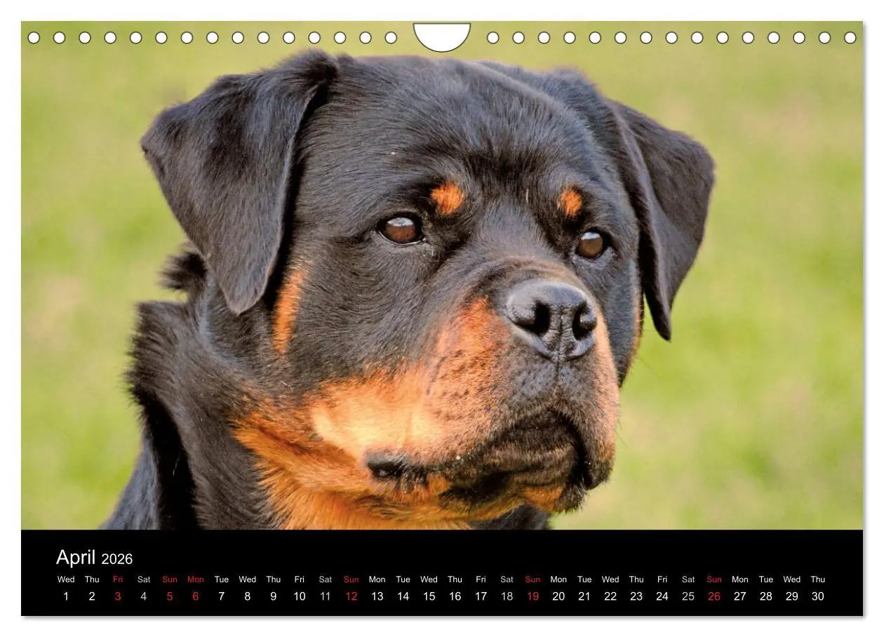 Bild: 9783516571943 | Rottweiler Portait Shots 2026 (Wall Calendar 2026 DIN A4...