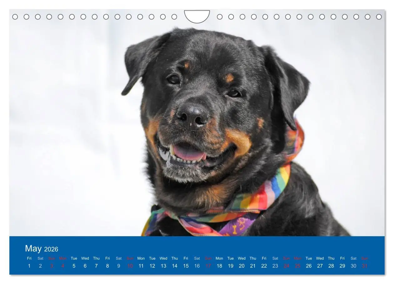 Bild: 9783516571943 | Rottweiler Portait Shots 2026 (Wall Calendar 2026 DIN A4...