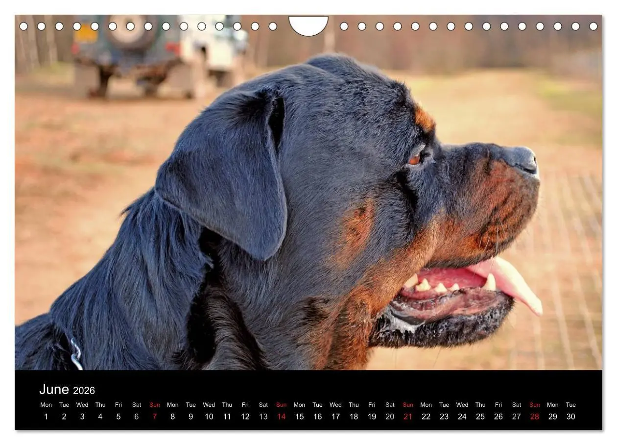 Bild: 9783516571943 | Rottweiler Portait Shots 2026 (Wall Calendar 2026 DIN A4...