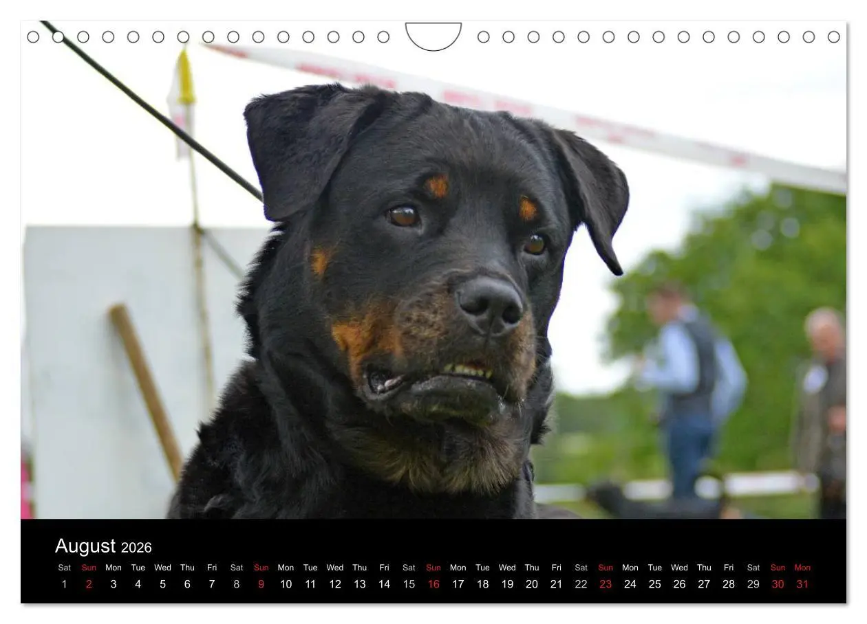 Bild: 9783516571943 | Rottweiler Portait Shots 2026 (Wall Calendar 2026 DIN A4...