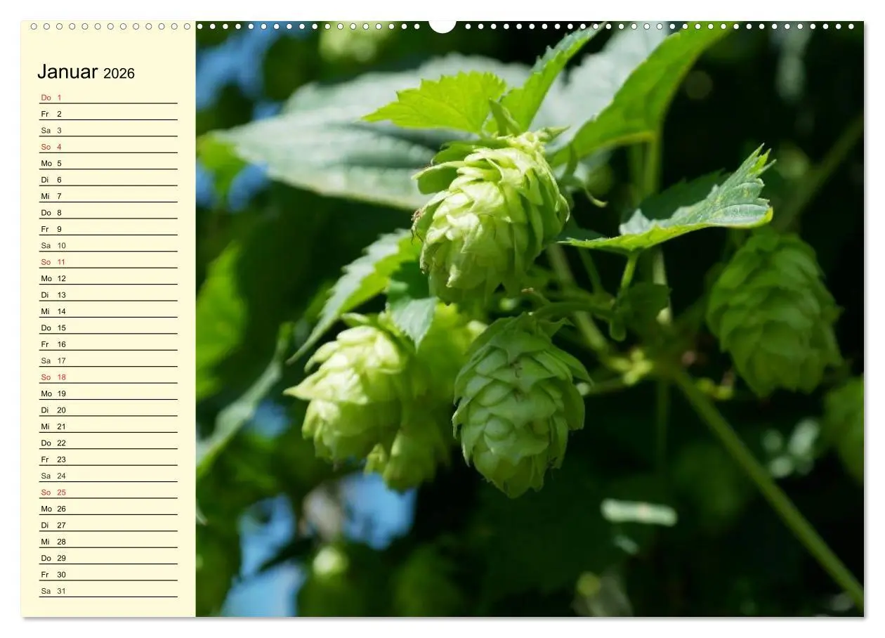 Bild: 9783457982143 | Bier. Die Kunst des Bierbrauens. Impressionen (Wandkalender 2026...