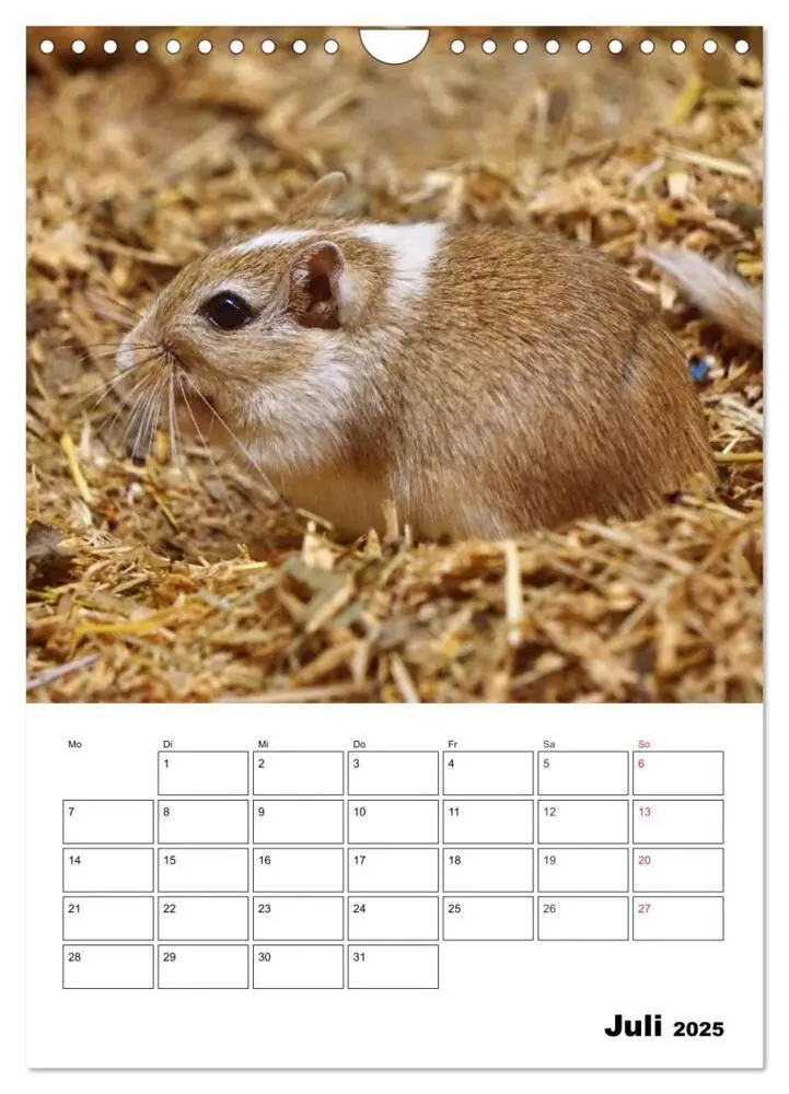 Bild: 9783435952243 | Lustige Rennmäuse (Wandkalender 2025 DIN A4 hoch), CALVENDO...