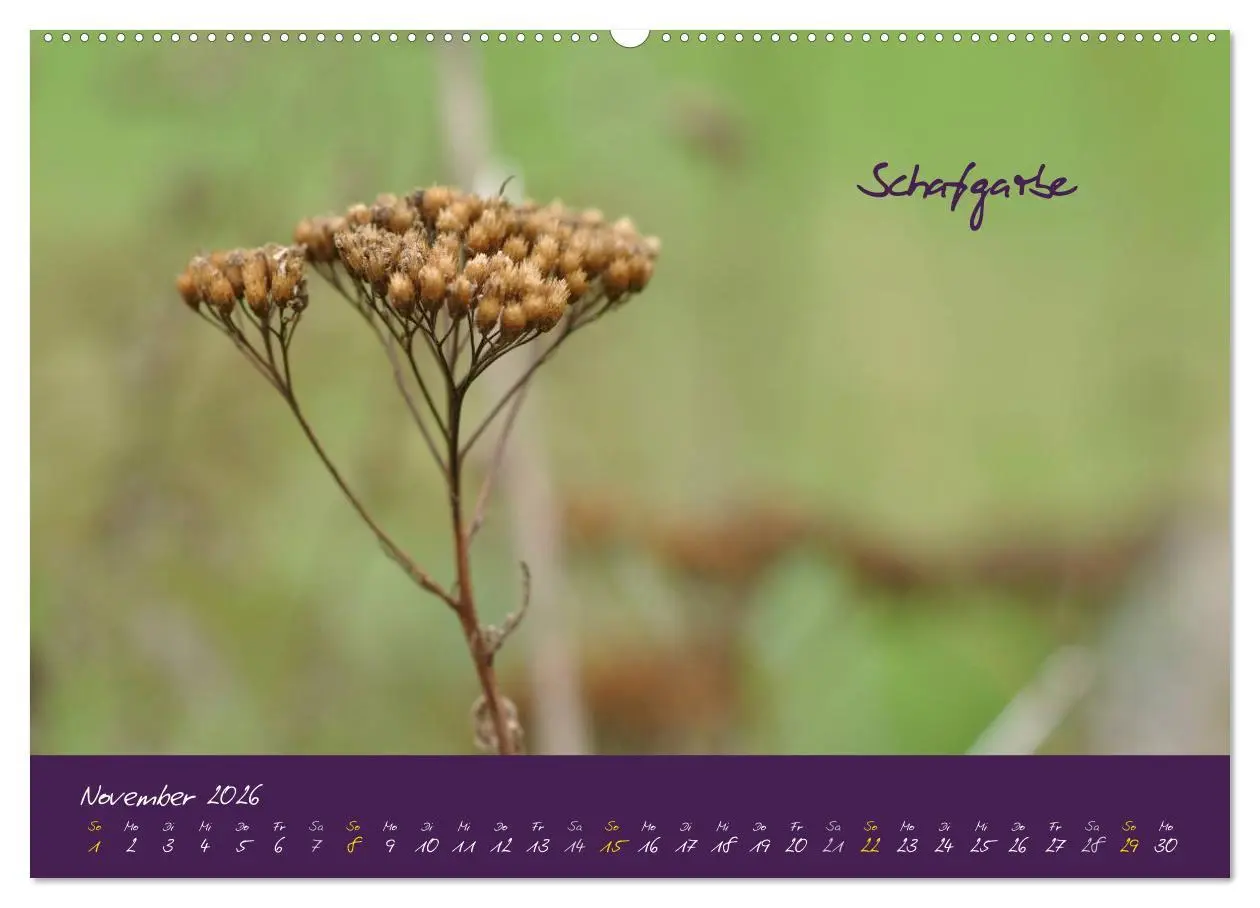 Bild: 9783516132243 | Heilkräuterkalender (Wandkalender 2026 DIN A2 quer), CALVENDO...