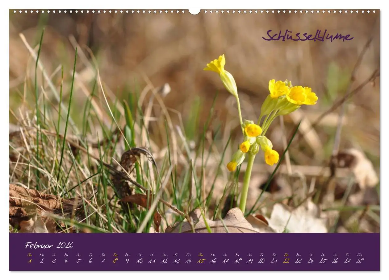 Bild: 9783516132243 | Heilkräuterkalender (Wandkalender 2026 DIN A2 quer), CALVENDO...