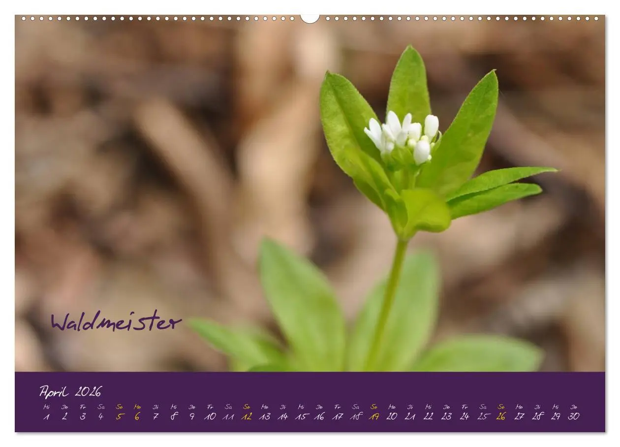 Bild: 9783516132243 | Heilkräuterkalender (Wandkalender 2026 DIN A2 quer), CALVENDO...