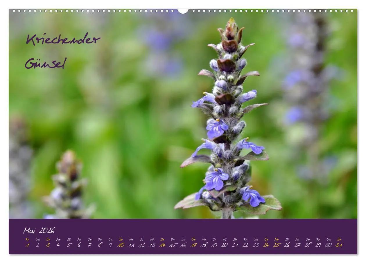 Bild: 9783516132243 | Heilkräuterkalender (Wandkalender 2026 DIN A2 quer), CALVENDO...