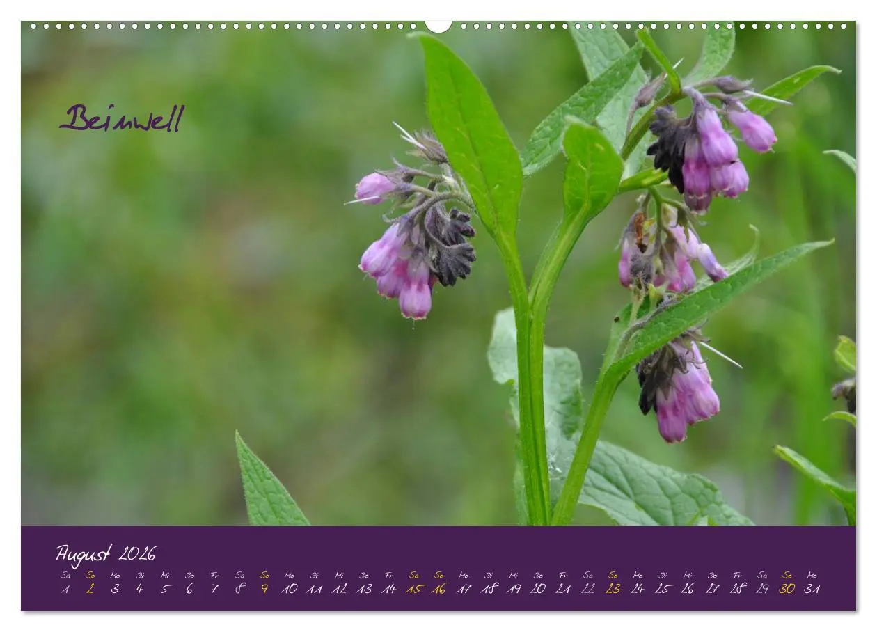 Bild: 9783516132243 | Heilkräuterkalender (Wandkalender 2026 DIN A2 quer), CALVENDO...