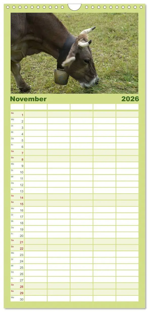 Bild: 9783516512243 | Familienplaner 2026 - Kühe mit Hörnern mit 5 Spalten (Wandkalender,...