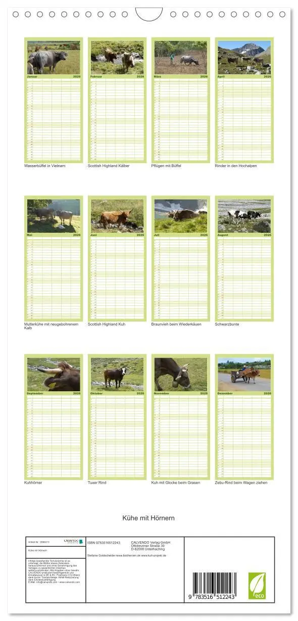 Bild: 9783516512243 | Familienplaner 2026 - Kühe mit Hörnern mit 5 Spalten (Wandkalender,...