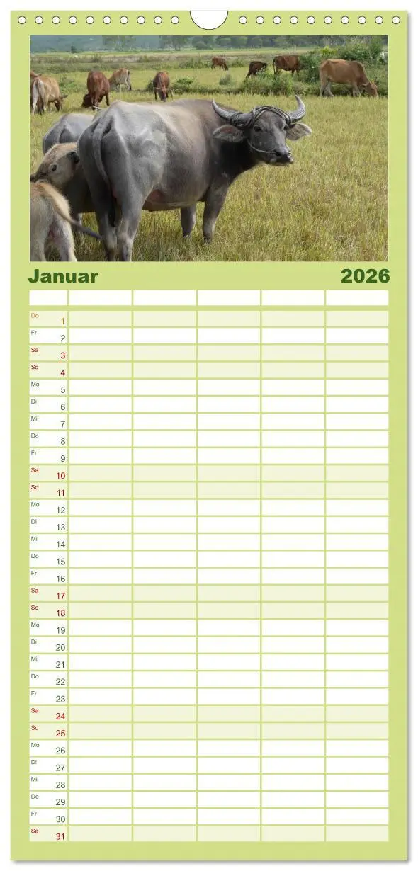 Bild: 9783516512243 | Familienplaner 2026 - Kühe mit Hörnern mit 5 Spalten (Wandkalender,...