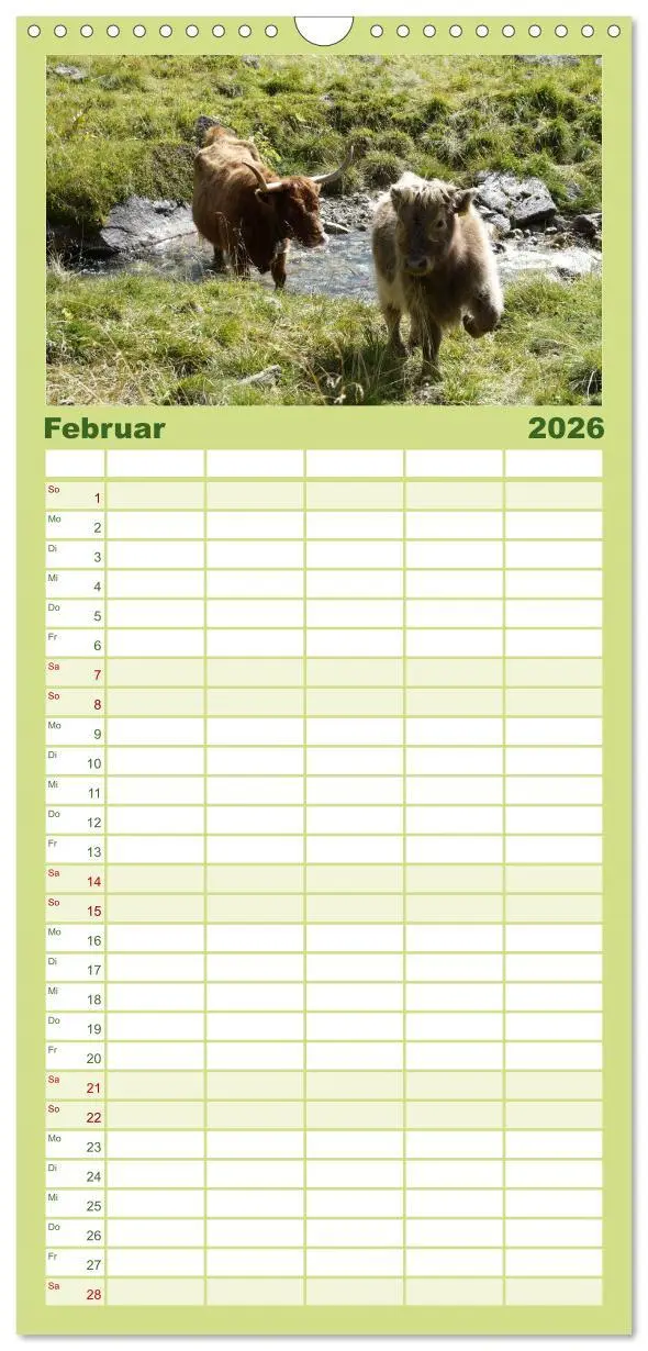 Bild: 9783516512243 | Familienplaner 2026 - Kühe mit Hörnern mit 5 Spalten (Wandkalender,...