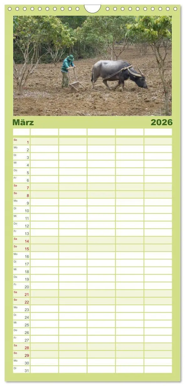 Bild: 9783516512243 | Familienplaner 2026 - Kühe mit Hörnern mit 5 Spalten (Wandkalender,...