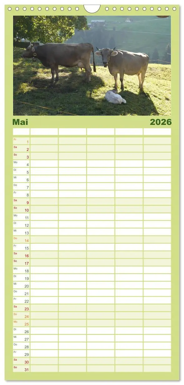 Bild: 9783516512243 | Familienplaner 2026 - Kühe mit Hörnern mit 5 Spalten (Wandkalender,...
