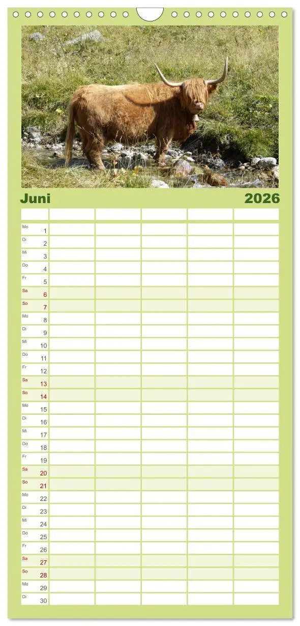 Bild: 9783516512243 | Familienplaner 2026 - Kühe mit Hörnern mit 5 Spalten (Wandkalender,...