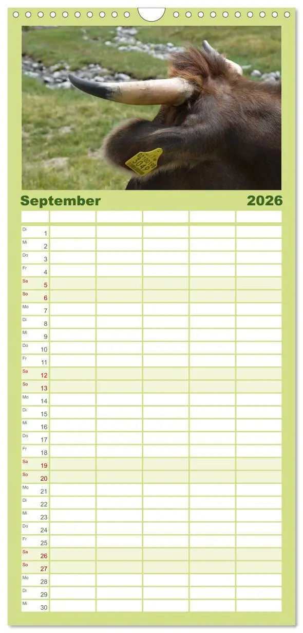 Bild: 9783516512243 | Familienplaner 2026 - Kühe mit Hörnern mit 5 Spalten (Wandkalender,...
