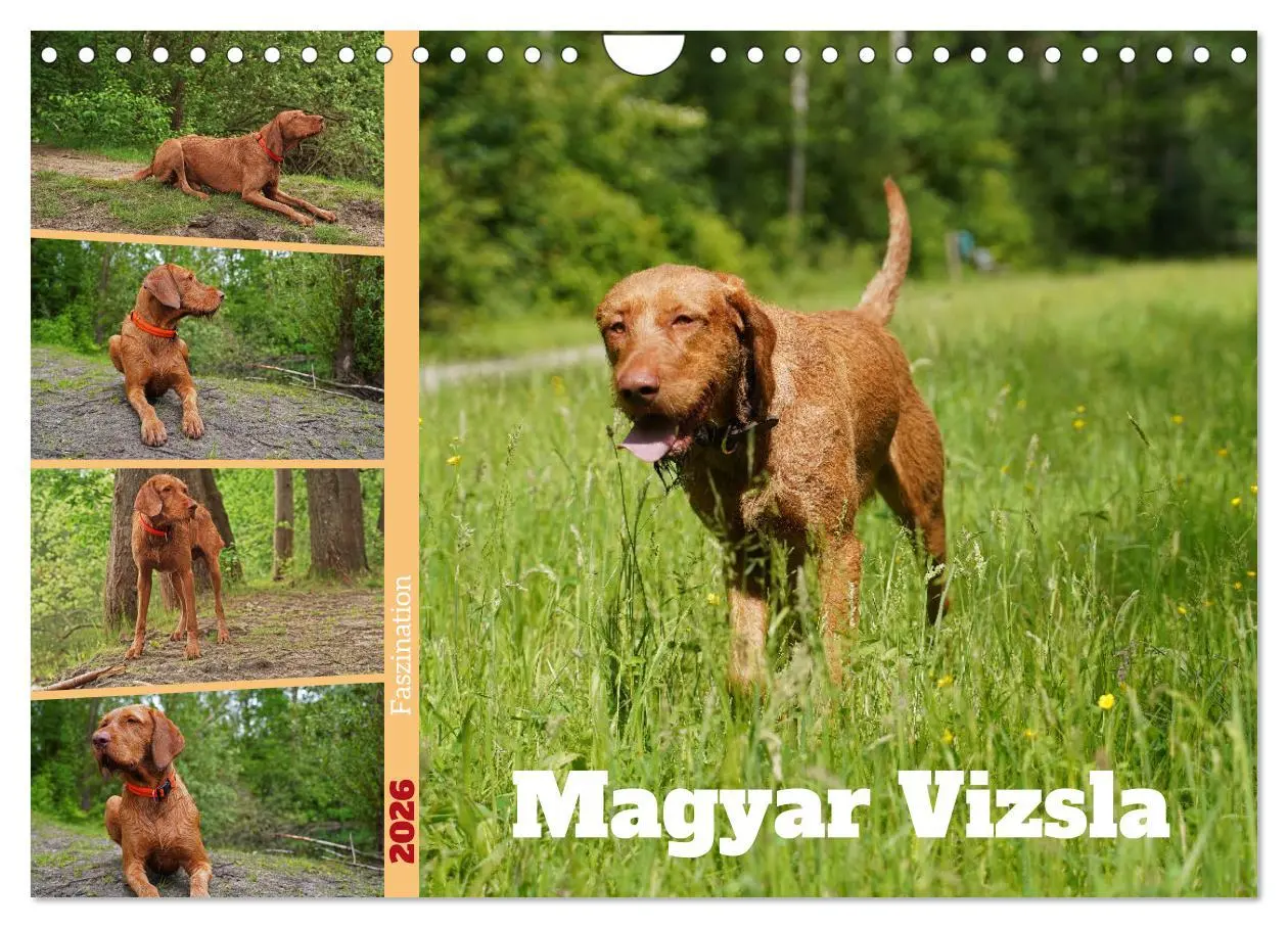 Cover: 9783457582343 | Faszination Magyar Vizsla (Wandkalender 2026 DIN A4 quer), CALVENDO...