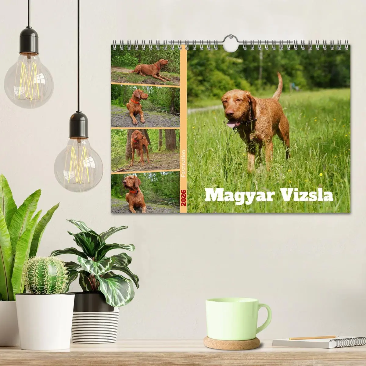 Bild: 9783457582343 | Faszination Magyar Vizsla (Wandkalender 2026 DIN A4 quer), CALVENDO...