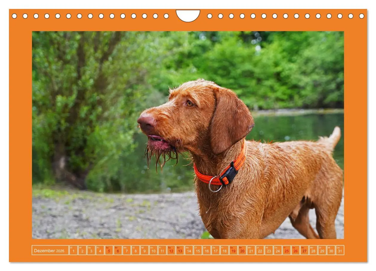 Bild: 9783457582343 | Faszination Magyar Vizsla (Wandkalender 2026 DIN A4 quer), CALVENDO...