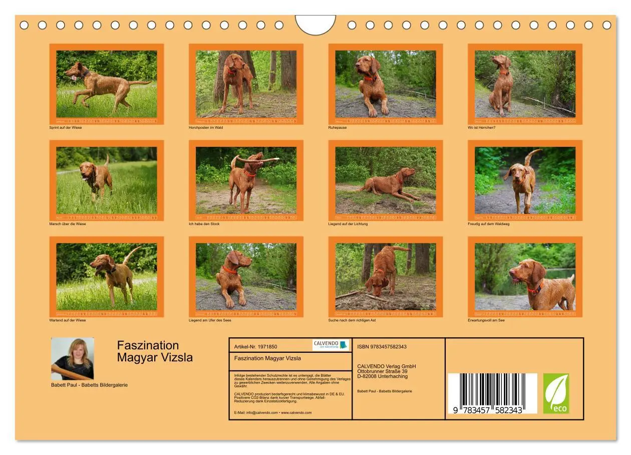 Bild: 9783457582343 | Faszination Magyar Vizsla (Wandkalender 2026 DIN A4 quer), CALVENDO...