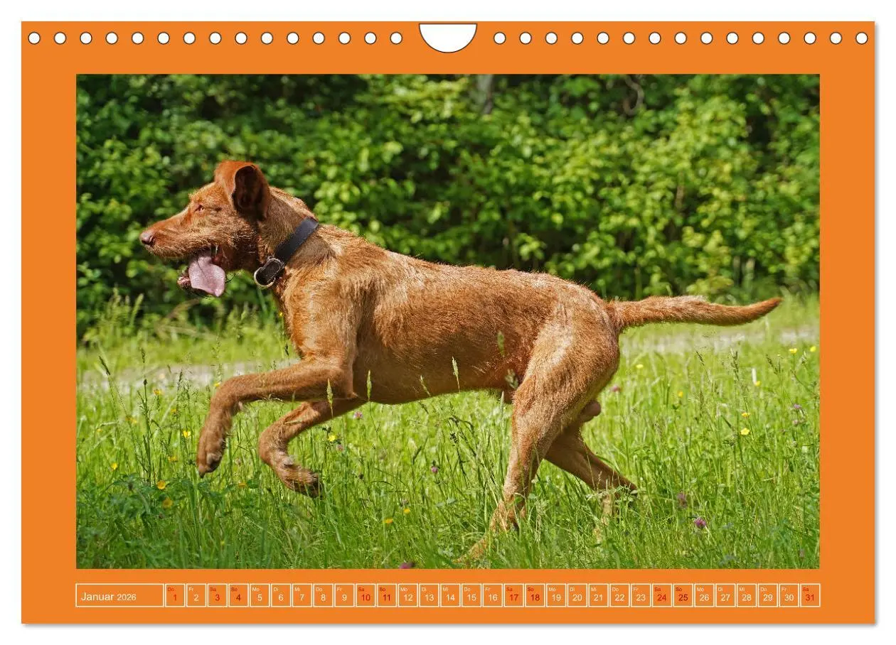 Bild: 9783457582343 | Faszination Magyar Vizsla (Wandkalender 2026 DIN A4 quer), CALVENDO...