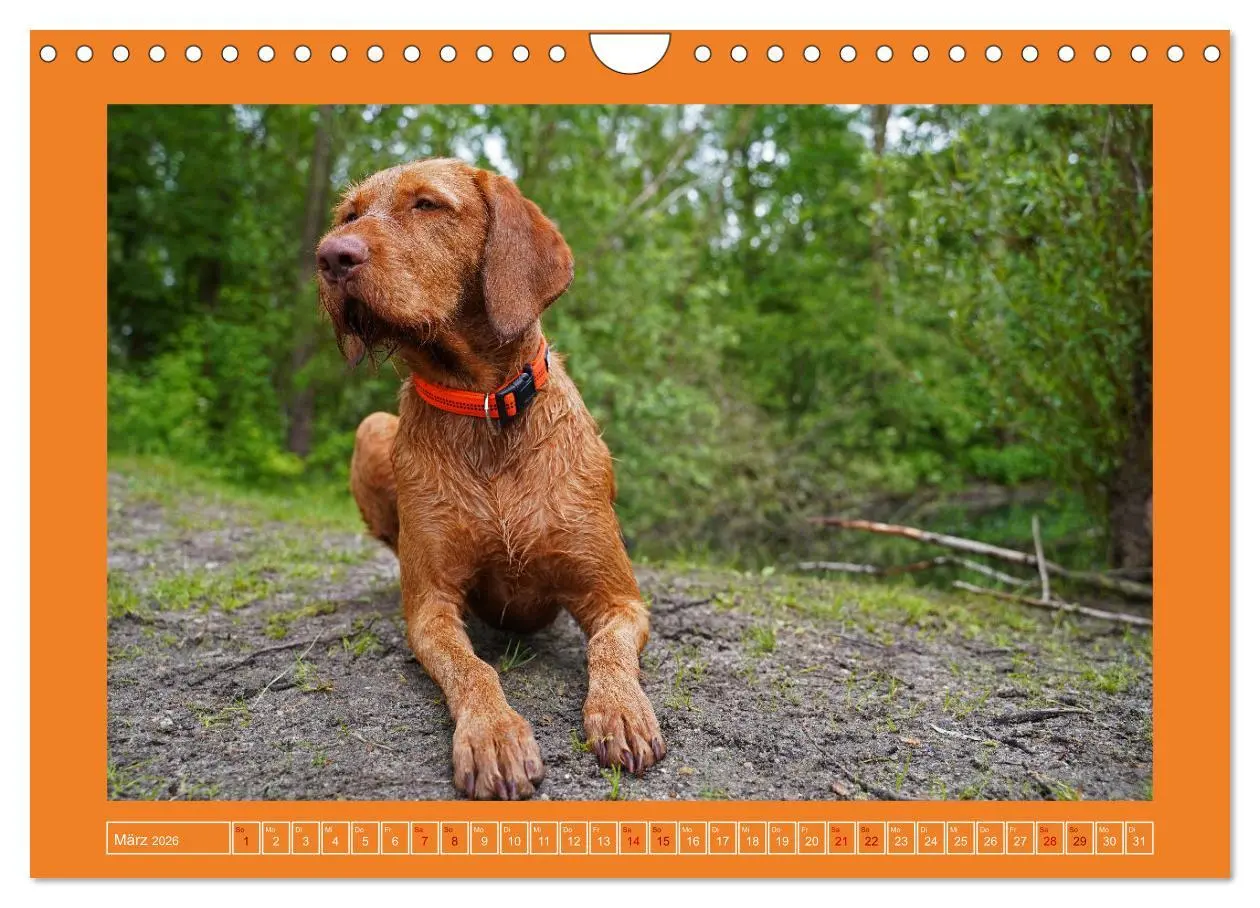 Bild: 9783457582343 | Faszination Magyar Vizsla (Wandkalender 2026 DIN A4 quer), CALVENDO...