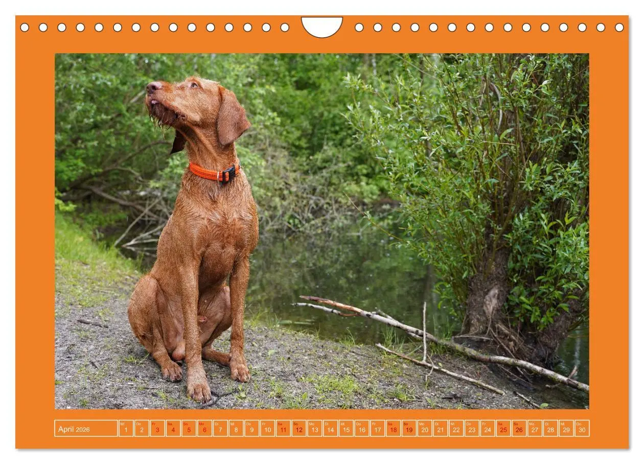 Bild: 9783457582343 | Faszination Magyar Vizsla (Wandkalender 2026 DIN A4 quer), CALVENDO...