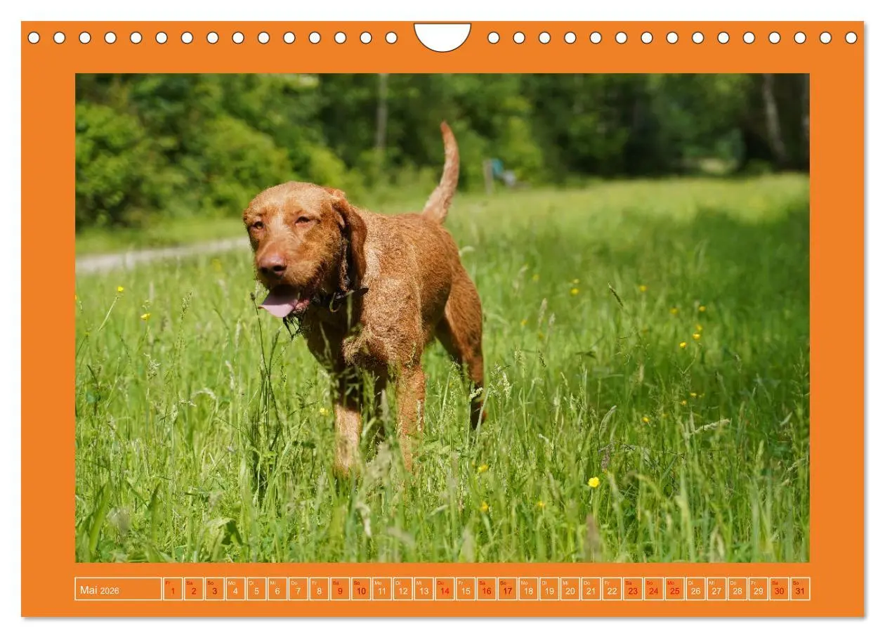 Bild: 9783457582343 | Faszination Magyar Vizsla (Wandkalender 2026 DIN A4 quer), CALVENDO...