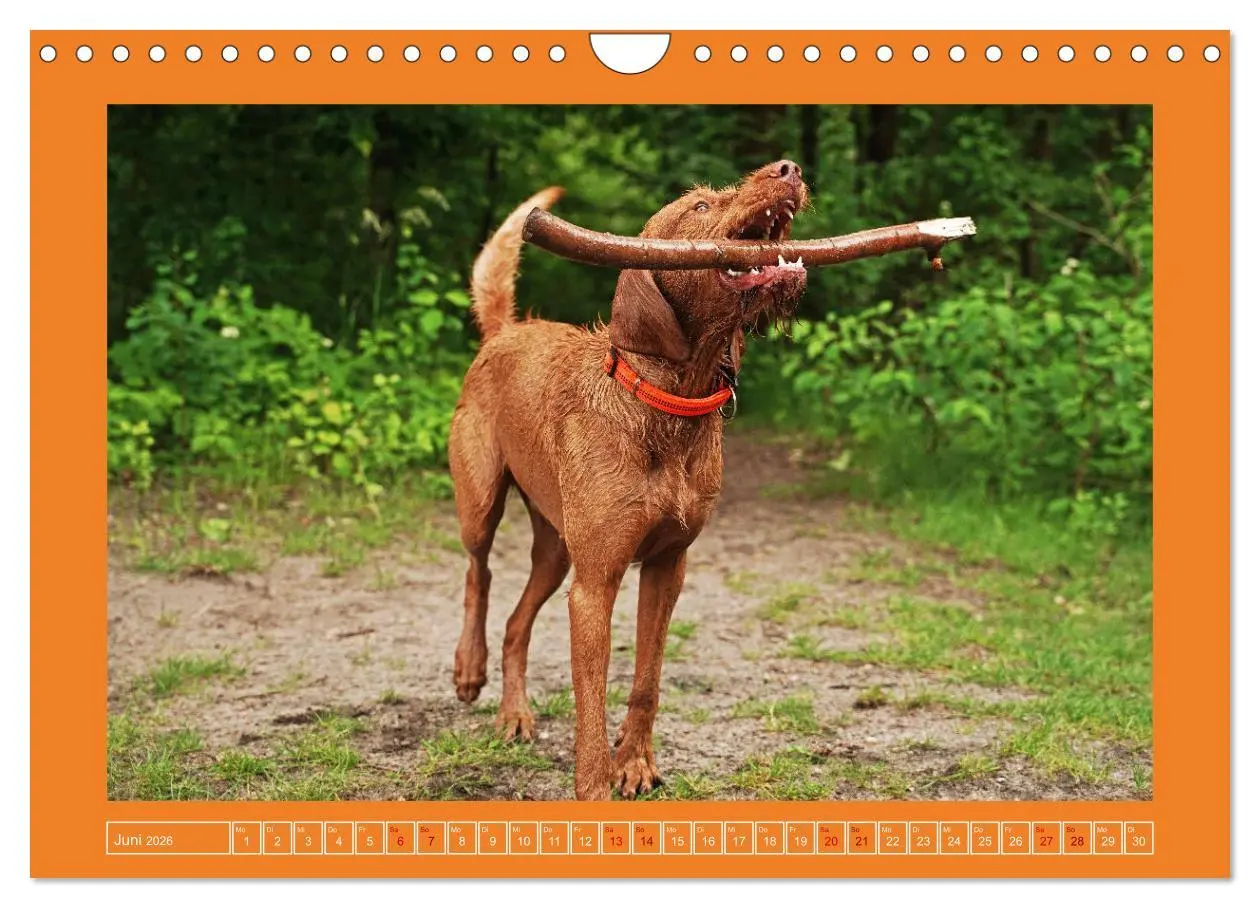 Bild: 9783457582343 | Faszination Magyar Vizsla (Wandkalender 2026 DIN A4 quer), CALVENDO...