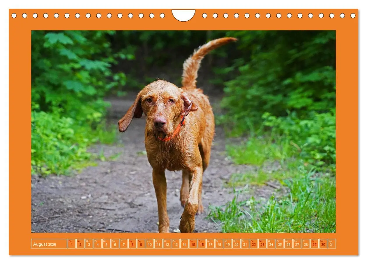 Bild: 9783457582343 | Faszination Magyar Vizsla (Wandkalender 2026 DIN A4 quer), CALVENDO...