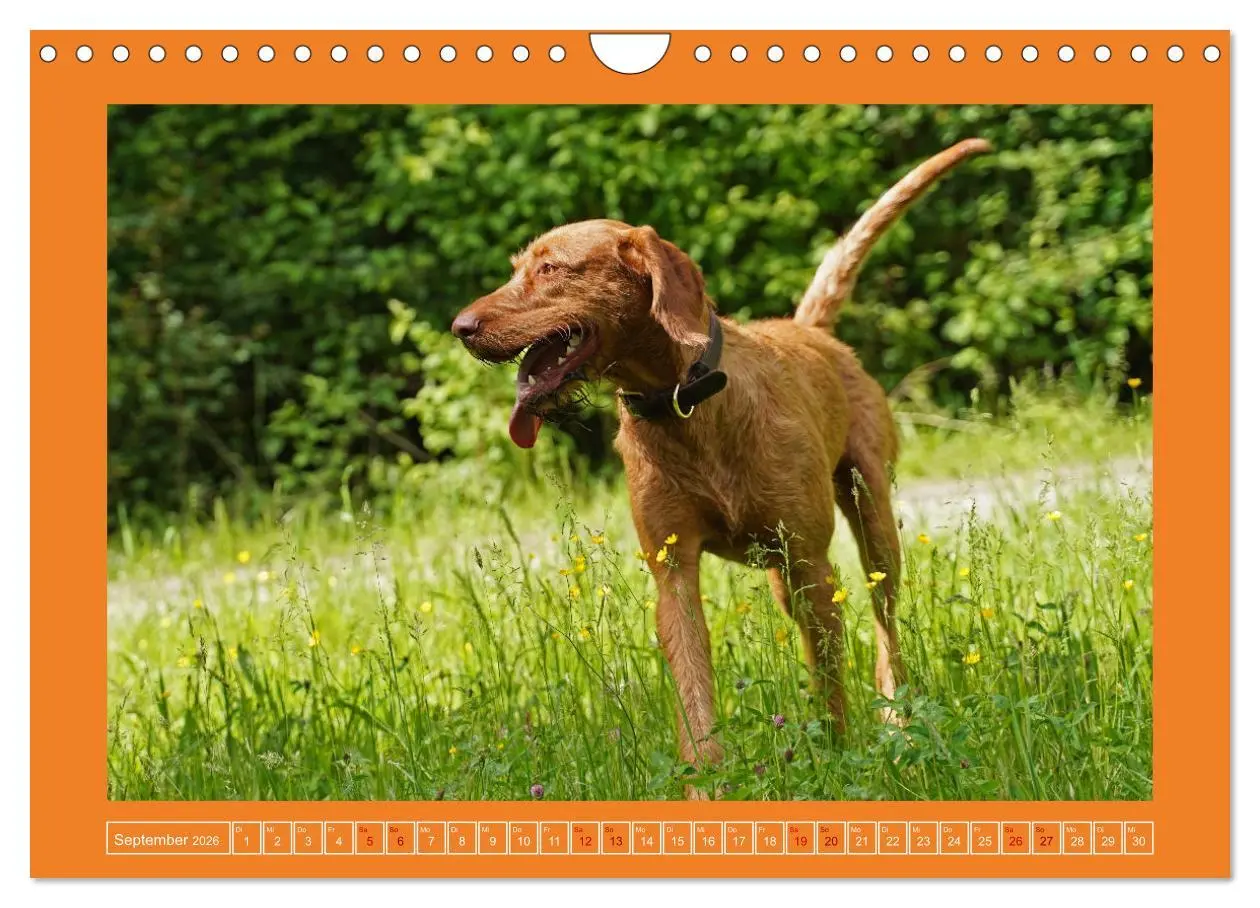 Bild: 9783457582343 | Faszination Magyar Vizsla (Wandkalender 2026 DIN A4 quer), CALVENDO...