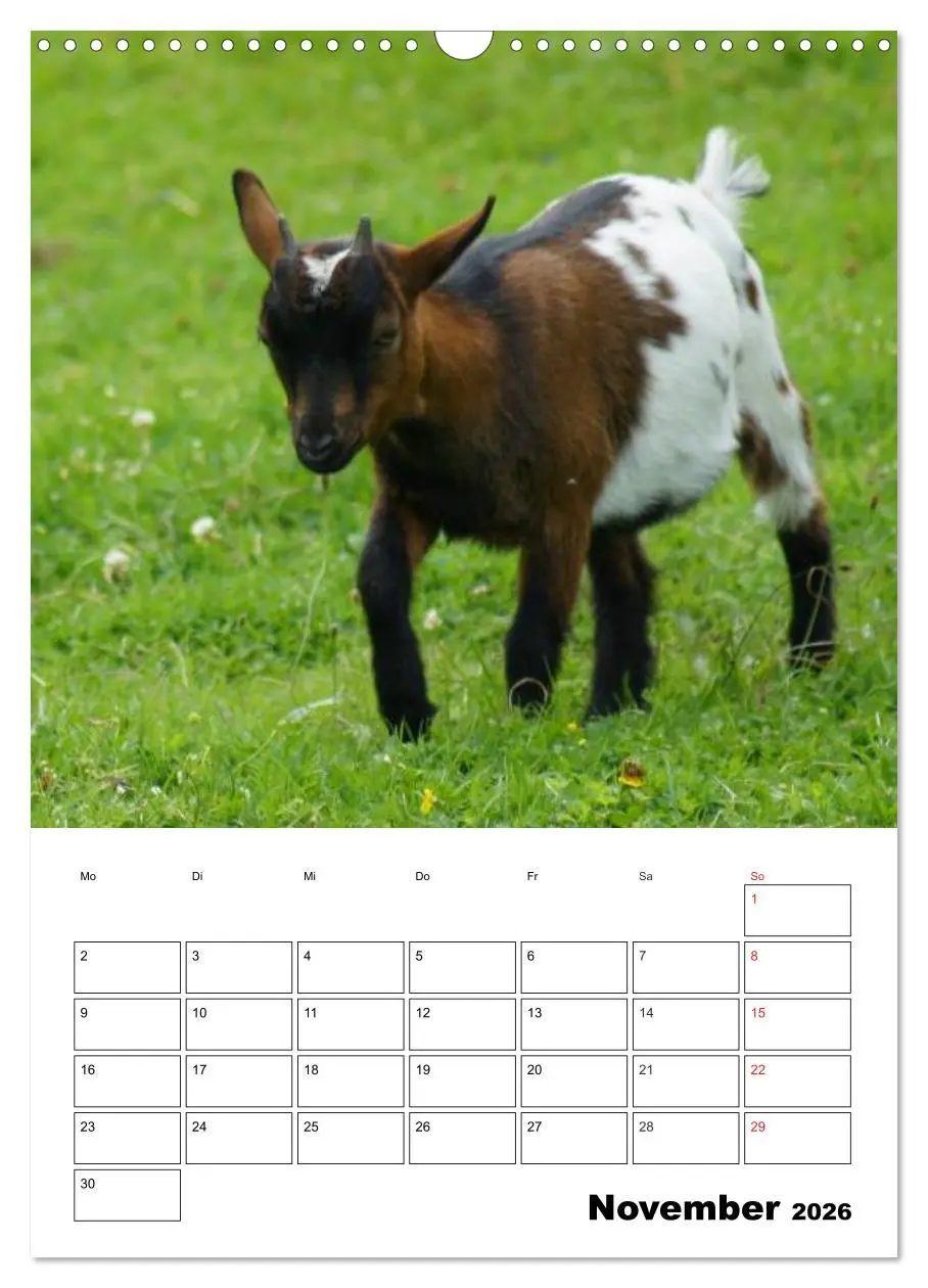 Bild: 9783516432343 | Ziegen Terminplaner (Wandkalender 2026 DIN A3 hoch), CALVENDO...