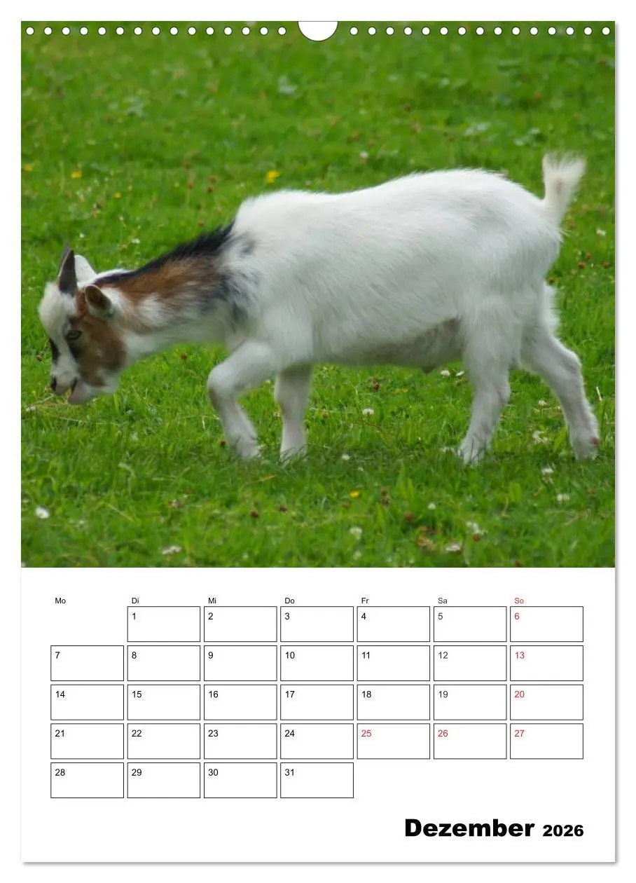 Bild: 9783516432343 | Ziegen Terminplaner (Wandkalender 2026 DIN A3 hoch), CALVENDO...