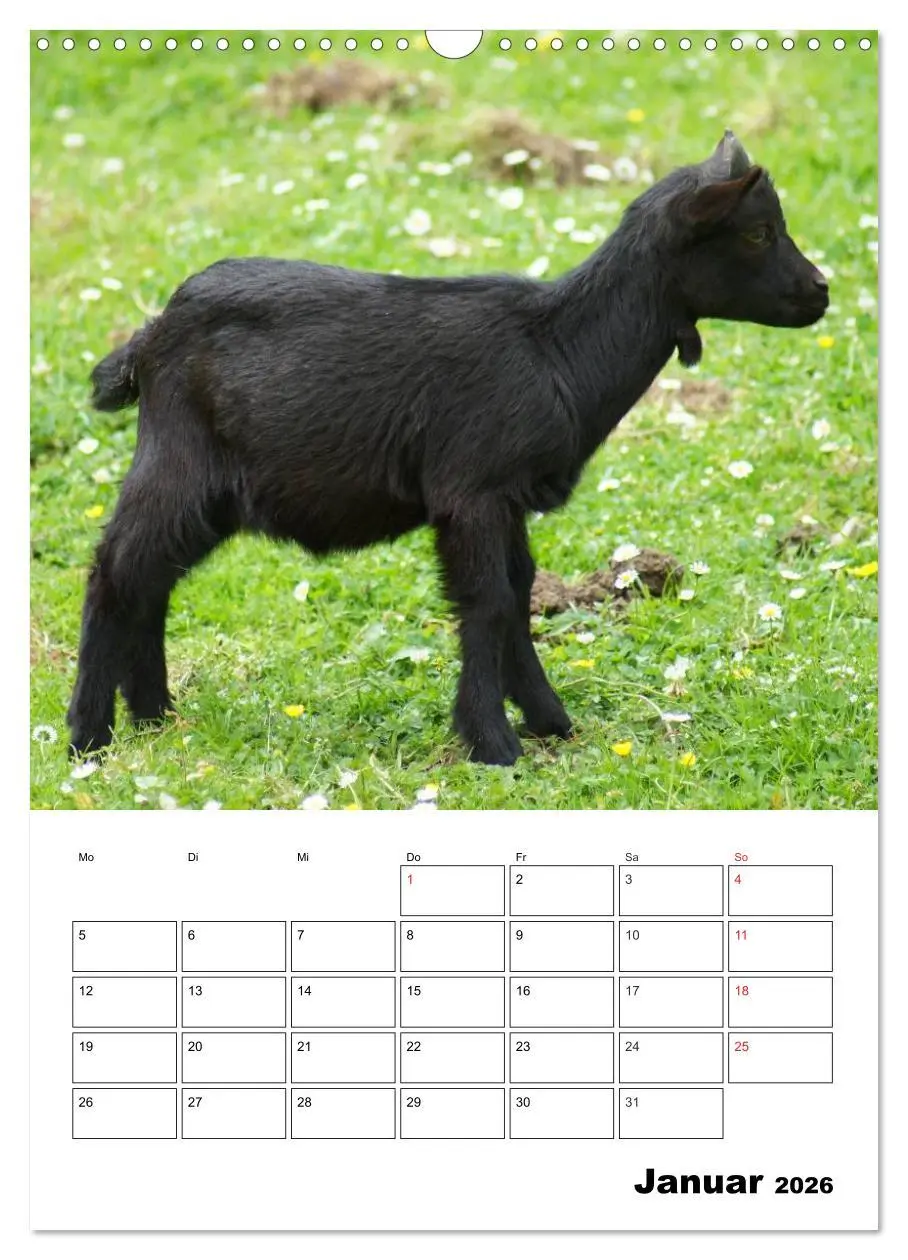 Bild: 9783516432343 | Ziegen Terminplaner (Wandkalender 2026 DIN A3 hoch), CALVENDO...