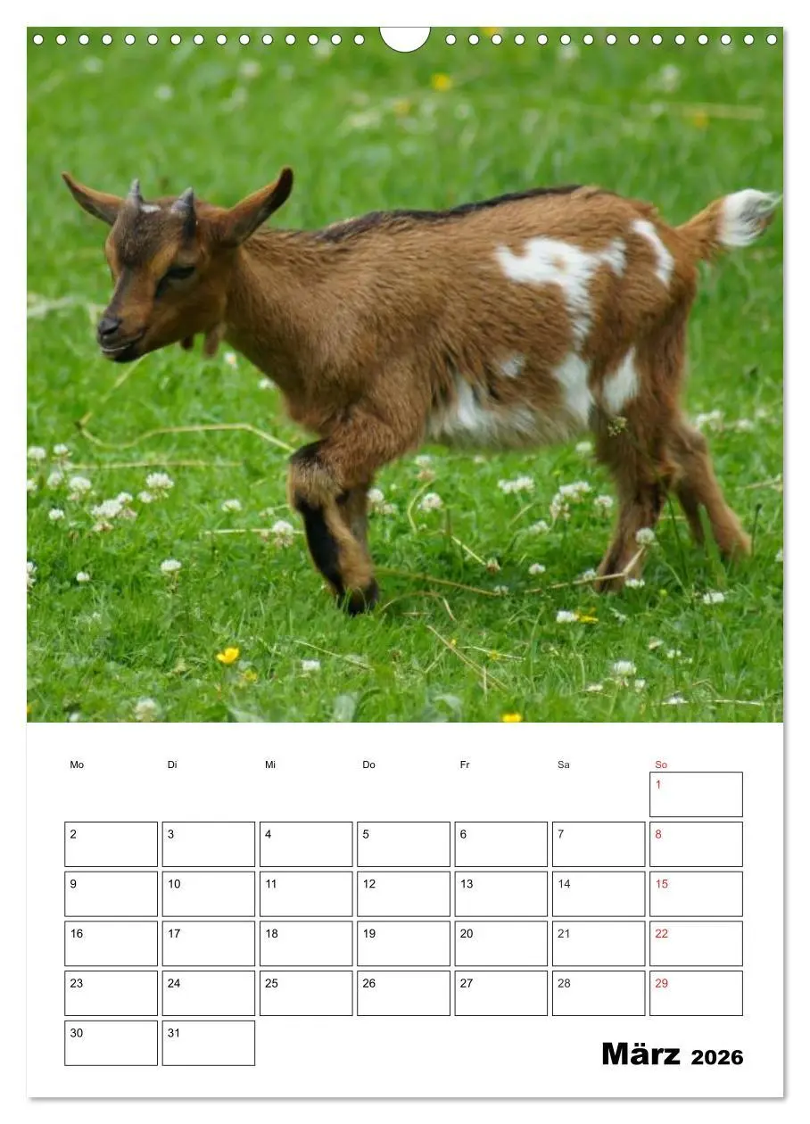 Bild: 9783516432343 | Ziegen Terminplaner (Wandkalender 2026 DIN A3 hoch), CALVENDO...