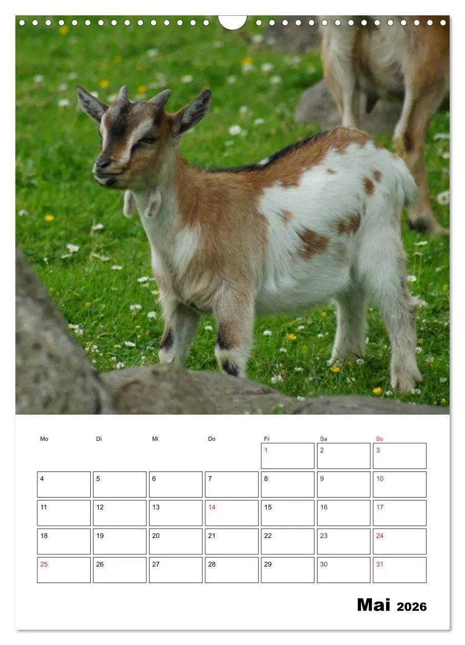 Bild: 9783516432343 | Ziegen Terminplaner (Wandkalender 2026 DIN A3 hoch), CALVENDO...